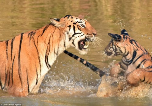 Тигрёнок с матерью купаются в реке (9 фото)