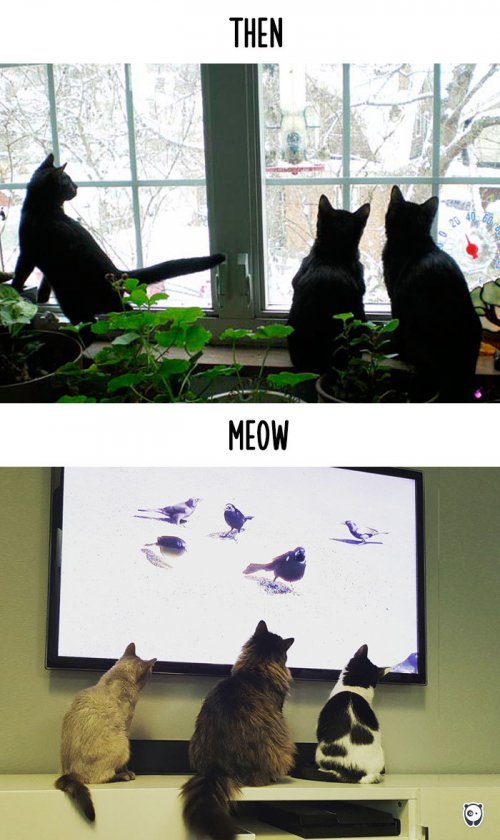 Кошки и современные технологии: тогда и сейчас (14 фото)