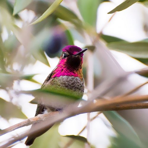 Крошечная красота колибри в Instagram певицы Трэйси Джонсон (15 фото)