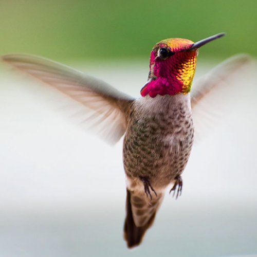 Крошечная красота колибри в Instagram певицы Трэйси Джонсон (15 фото)