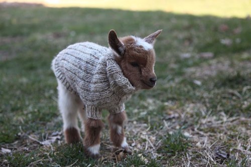 Очаровательные козлята в вязаных свитерах (4 фото + видео)