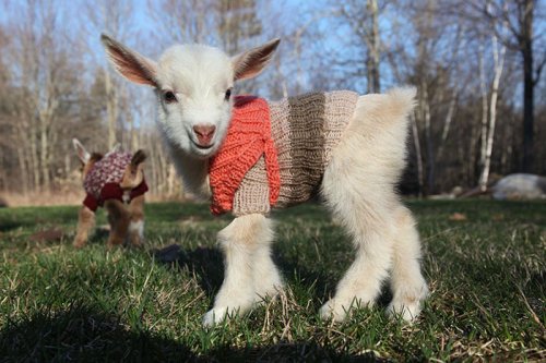 Очаровательные козлята в вязаных свитерах (4 фото + видео)