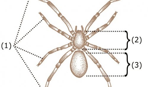 Топ-25: Причины, по которым пауки чрезвычайно ужасающи, но безумно интересны