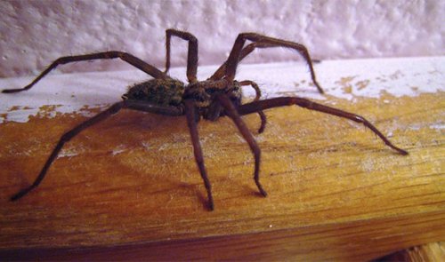Топ-25: Причины, по которым пауки чрезвычайно ужасающи, но безумно интересны
