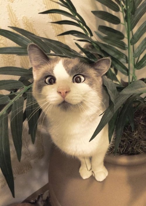 Очаровательные котейки, которых любят не за внешность (15 фото)