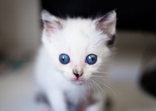 Очаровательные котейки, которых любят не за внешность (15 фото)