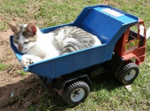 Коты, питающие страсть к автомобилям (10 фото)