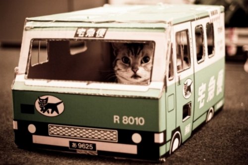 Коты, питающие страсть к автомобилям (10 фото)
