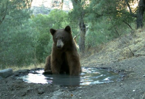 Медведь на водопое (3 фото)