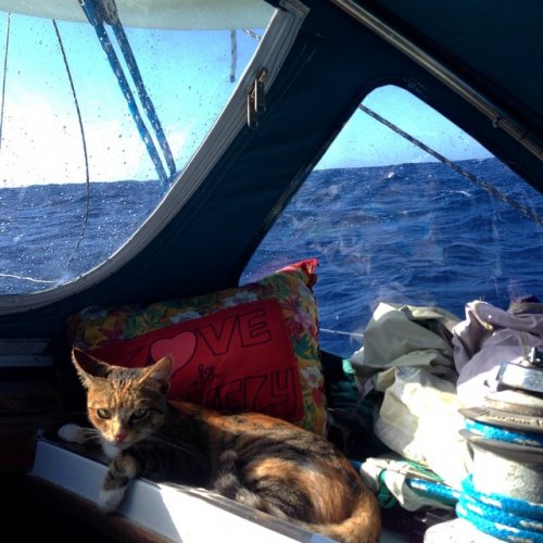 Девушка отправилась в морское путешествие со своей кошкой (11 фото)