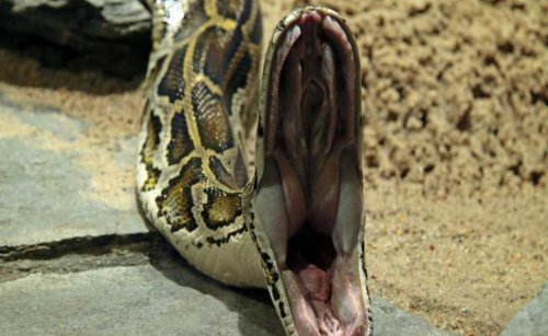 Самые длинные змеи, известные человеку (7 фото)