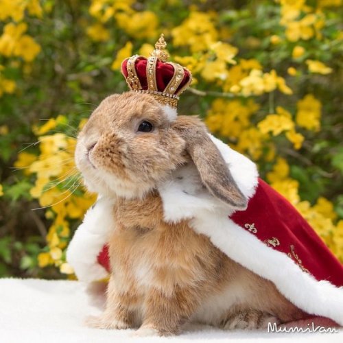 Самый стильный кролик Пэй-Пэй покоряет Instagram (16 фото)