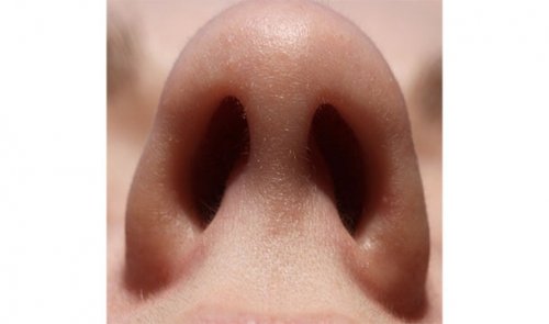 Топ-25: Вся правда об обонянии, которая заставит вас ценить свой нос