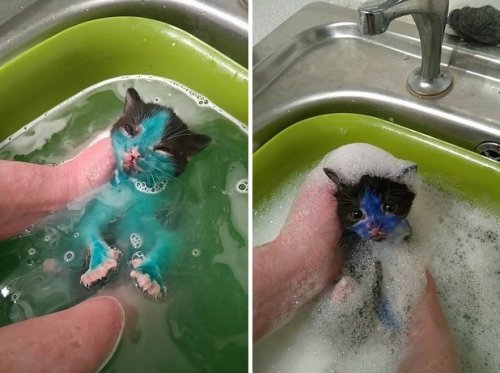 Сотрудники английского приюта для животных спасли двух котят, раскрашенных маркерами (10 фото)