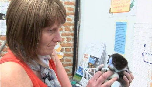 Сотрудники английского приюта для животных спасли двух котят, раскрашенных маркерами (10 фото)