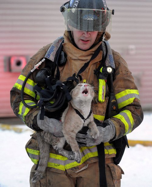 Пожарные, спасшие домашних животных (38 фото)