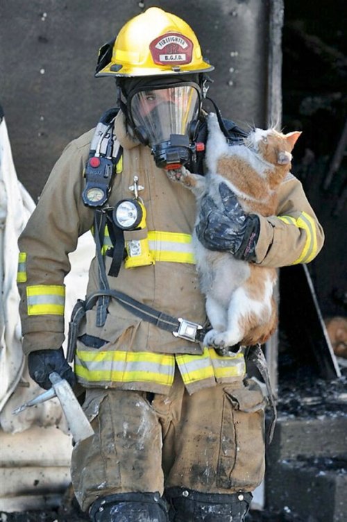 Пожарные, спасшие домашних животных (38 фото)