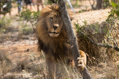 Спасённых из цирков львов выпустили на волю в африканский заповедник (20 фото)