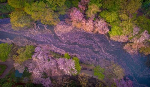 Озеро во время цветения сакуры с высоты птичьего полёта (7 фото)