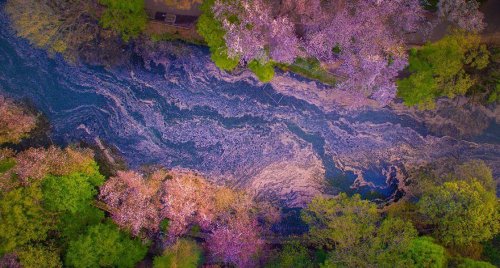 Озеро во время цветения сакуры с высоты птичьего полёта (7 фото)