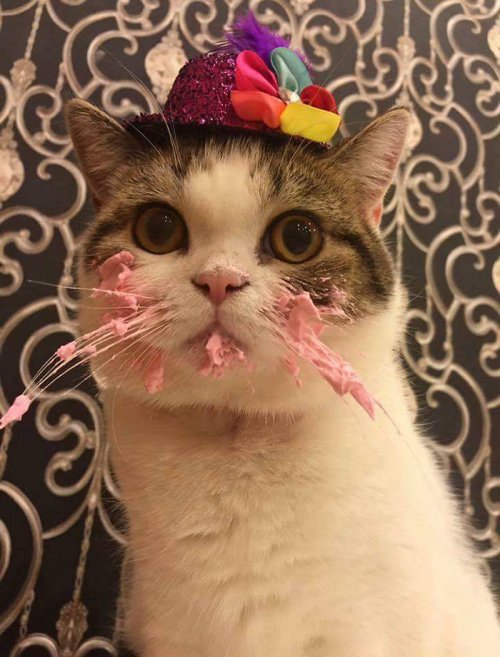 Очаровательный котик ест тортик (4 фото)