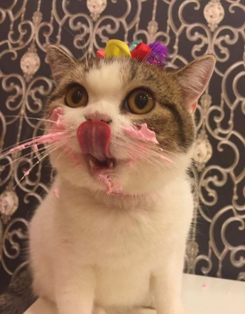Очаровательный котик ест тортик (4 фото)