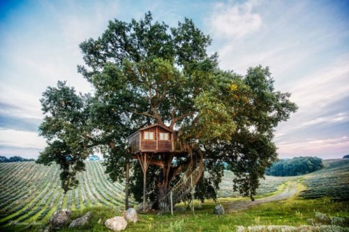 Домик на дереве, окружённый лавандовым полем (12 фото)