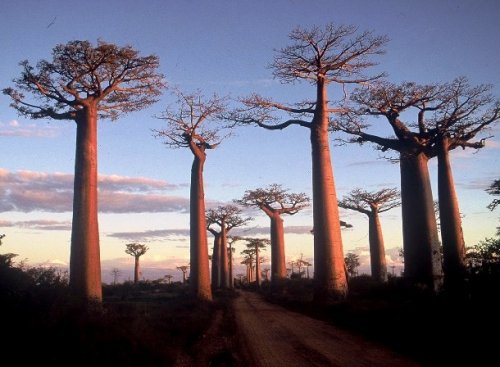 Топ-25: Любопытные факты про Мадагаскар, которые вы могли не знать