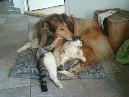 Кошка с собакой спят вместе с первого дня знакомства (9 фото)