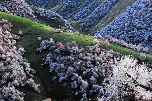 Цветение абрикоса в Китае (13 фото)
