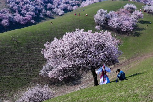 Цветение абрикоса в Китае (13 фото)