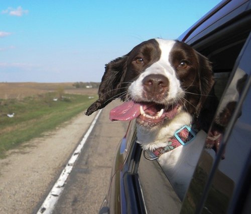 Собаки, которые обожают поездки на автомобиле (24 фото)