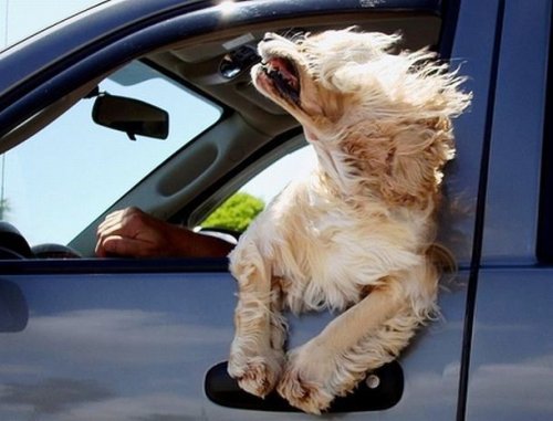 Собаки, которые обожают поездки на автомобиле (24 фото)