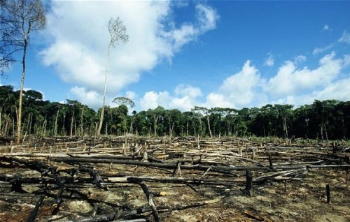 Топ-25: Шокирующие и печальные факты про пальмовое масло
