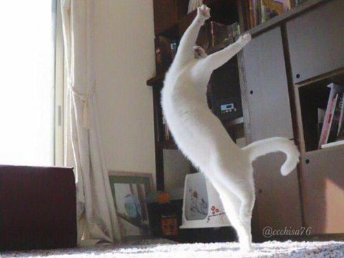Кот Мирко, который очень любит танцевать (8 фото)