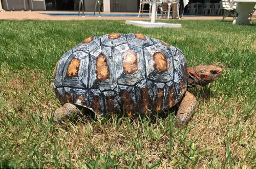 Черепаха Фредді з першим у світі карапаксом, надрукованим на 3D-принтері (6 фото + відео)
