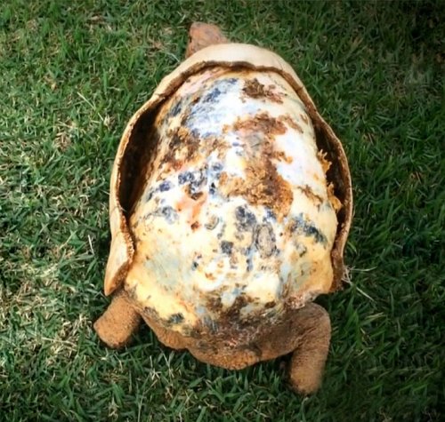 Черепаха Фредді з першим у світі карапаксом, надрукованим на 3D-принтері (6 фото + відео)