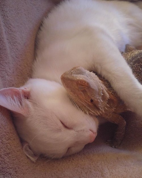 Необычная дружба кота и бородатой агамы (8 фото + видео)