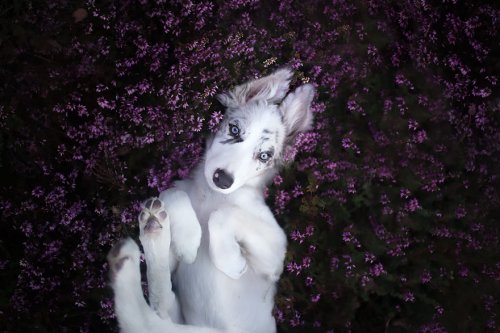 Очаровательные собаки в фотографиях Алисии Змысловской (13 фото)