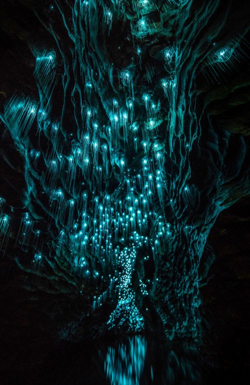 Пещера Светлячков в фотографиях Шона Джефферса (12 фото)