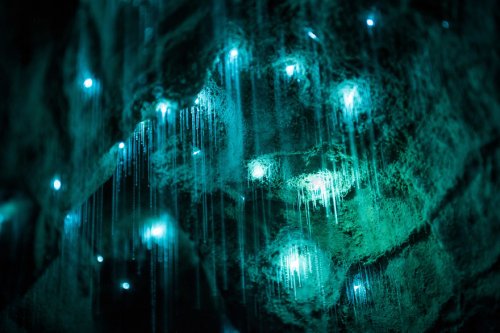 Пещера Светлячков в фотографиях Шона Джефферса (12 фото)