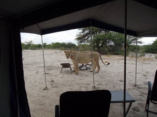 Необычное пробуждение в Национальном парке Ботсваны (2 фото + видео)