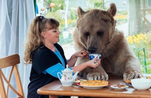 Домашний медведь семьи Пантелеенко (9 фото + видео)