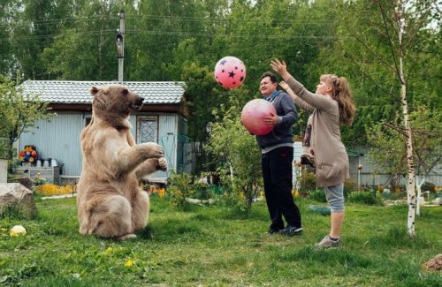 Домашний медведь семьи Пантелеенко (9 фото + видео)