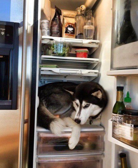 Отличные способы охладить свою собаку в летний зной (10 фото)
