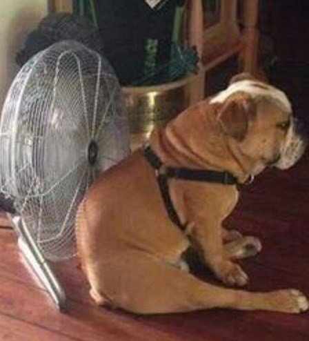 Отличные способы охладить свою собаку в летний зной (10 фото)