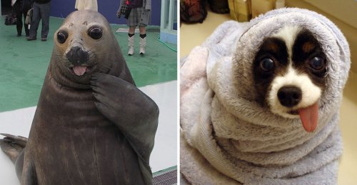 Замечательные фотографии, доказывающие, что собаки и тюлени — родственники! (37 фото)