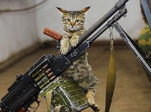 Кошки, готовые к завоеванию мира (10 фото)