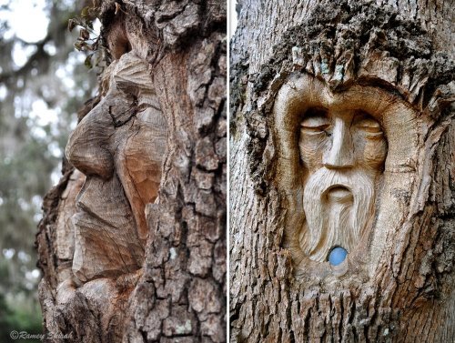 Топ-9: Мёртвые деревья, превращённые в искусство (20 фото)