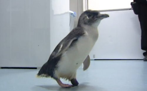 Протез для пингвина, напечатанный на 3D-принтере (6 фото)